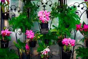 Baixe Curso Cultivo de Orquídeas: Certificado!