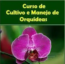Baixar Curso Cultivo de Orquídeas: Domine a Floração!