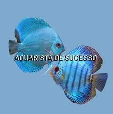 Aquarista de Sucesso: Baixe o Curso Completo de Marcos Alvarenga