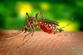 Mosquito-Borne Diseases PDF: Baixe Agora o Guia Completo!