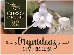 Orquídeas sem Frescura: Baixe o Curso Completo de Carol Costa