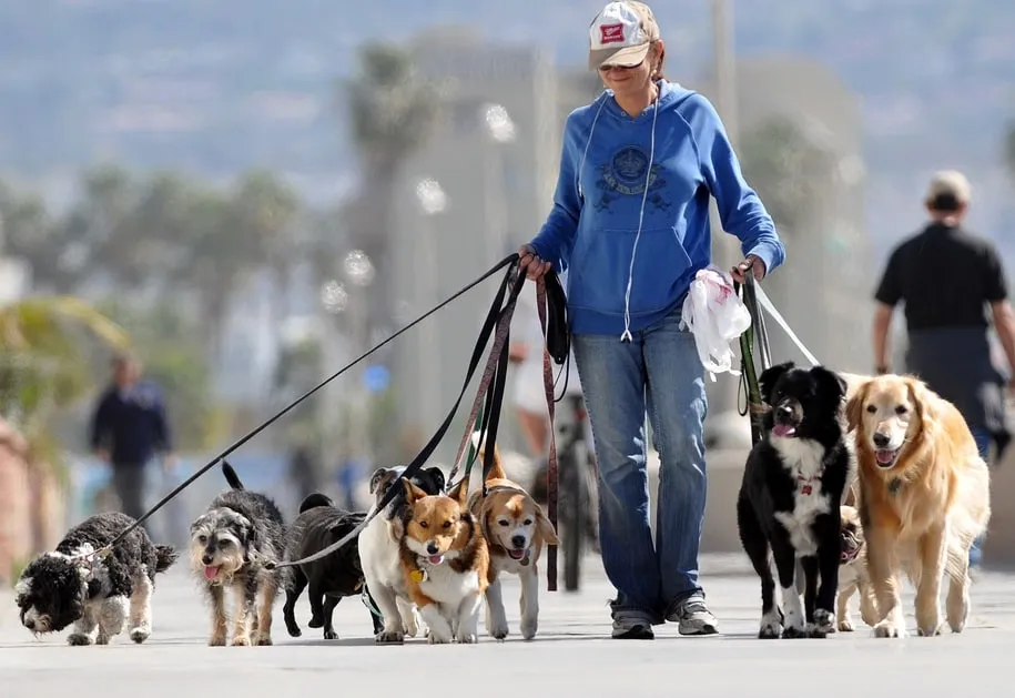 Baixar Curso Dog Walker | Domine Passeios com Cachorros