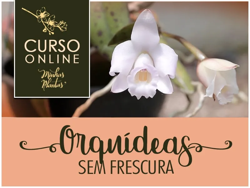 Orquídeas sem Frescura Carol Costa Download Rápido e Seguro