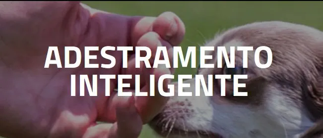 Capa: Adestramento Inteligente Alexandre Rossi: Baixar Curso Completo