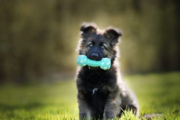 Cachorro feliz brincando com brinquedo de adestramento interativo