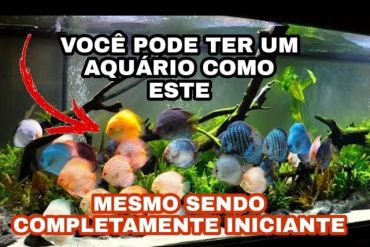 Imagem de um aquário exuberante com peixes coloridos e plantas aquáticas saudáveis, representando o curso "Aquarismo de Sucesso" de Marcos Alvarenga.