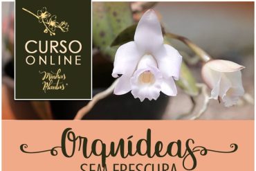 Carol Costa ensinando a cuidar de orquídeas no curso Orquídeas sem Frescura
